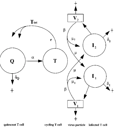 FIG. 1. A scheme of the model. Resting T cells Qrepresent mutation: at a ratehowever, RT errors create novel strains