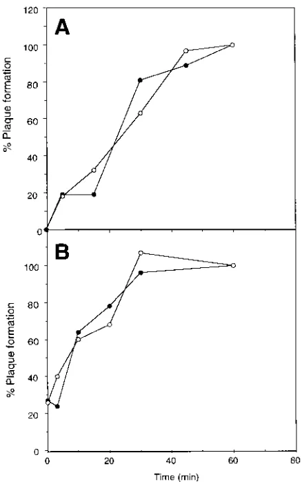 TABLE 2. Characterization of HSV infection in the presence of DS