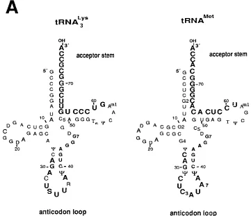 FIG. 1. Diagram of mammalian tRNAs and description of the mutations of the 3�would disrupt the complementarity between the 3Cloverleaf structures of rabbit liver tRNAthe viral RNA genome; U5, 5large boldface type in the anticodon loop of tRNA are complemen