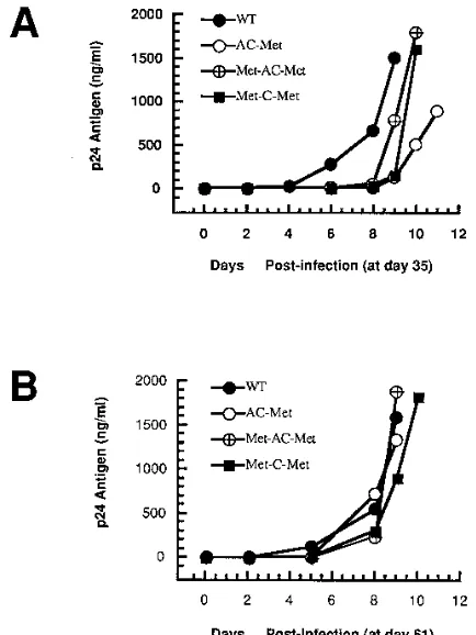 FIG. 3. Replication of the infectious virus. SupT1 cells were infected withequal amounts (20 ng/ml) of virus isolated after 35 (A) and 61 (B) days of