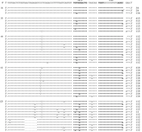 TABLE 3. Partial sequences of the U5 and PBS regions of pHXB2(Met-AC-Met) mutant proviruses isolated after coculture