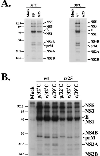 FIG. 3. Accumulation of YFV negative- and positive-strand RNAs. (A)SW-13 monolayers were mock infected or infected at a MOI of 5 PFU of either
