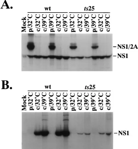 TABLE 2. Effects of temperature shift on virus releasea