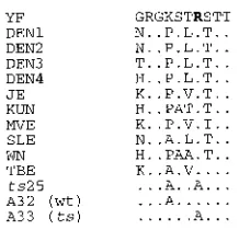 FIG. 6. Comparison of ﬂavivirus NS1 sequences in the vicinity of the tslesion. Shown is an alignment of NS1 residues 293 to 302 (YFV numbering) for11 different ﬂaviviruses,Positions identical to the YFV sequence are indicated by dots, and the conservedArg-