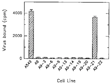 FIG. 2. Ad2 receptors on hybrid cells bind the viral ﬁber subunit. Conﬂuentmonolayers of hybrid cells containing human chromosome 21 (E7b and A9-21),