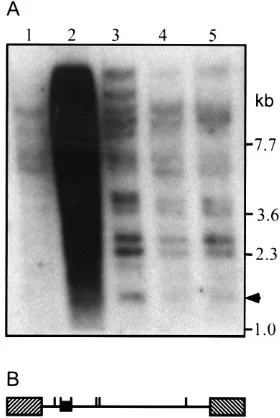 Fig. 7B, is contained entirely within a single HindIII fragmentof HeLa DNA and is bisected by an internal XbaI site