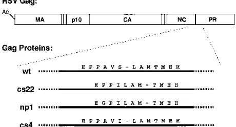 FIG. 1. Diagram of mutants and peptides. The schematic structure of theASLV Gag protein is shown at the top, with its acetylated N terminus and the