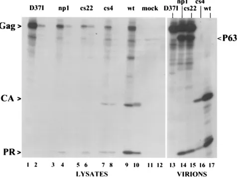 FIG. 2. Cleavage of mutant Gag proteins in vivo. Pairs of plates of COS cellstransiently transfected with mutant or wild-type (wt) DNAs were labeled with