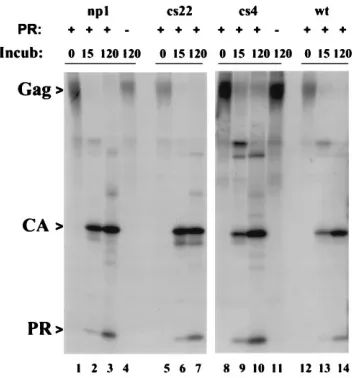 FIG. 4. Cleavage of mutant Gag proteins in vitro. Mutant or wild-type (wt)Gag proteins were translated in vitro in a rabbit reticulocyte lysate system in