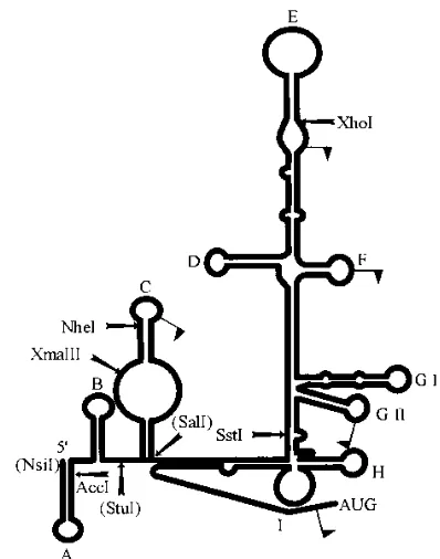 FIG. 2. Proposed RNA structure for CSFV (adapted from Brown et al. [3]and Wang et al. [30])