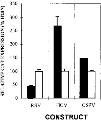 FIG. 4. Relative CAT expression in BT7-H cells transfected with pRSV-CAT, pHCV-CAT, or pCSFV-CAT and cotransfected with either pEP2A (black