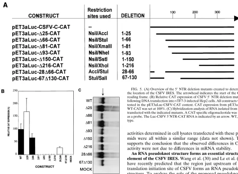 FIG. 6. (A) Mutagenesis of the predicted pseudoknot structure in the CSFV 5�engineered mutants are depicted