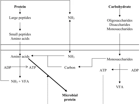 Figure 1. A theoretical scheme showing carbohydrate and protein utilization by ruminal bacteria