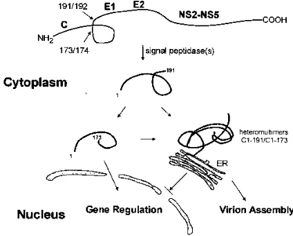 FIG. 5. Hypothetical model for HCV core protein maturation.