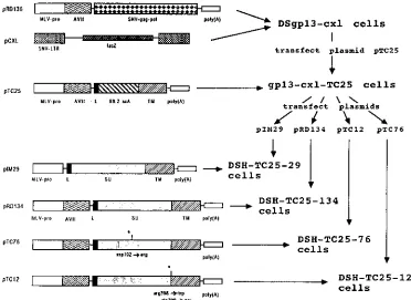 FIG. 1. Pedigree of retroviral packaging lines for production of vectors that display the B6.2 scA and plasmids used for their construction