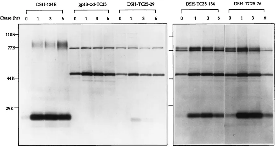 FIG. 2. Pulse-chase experiment to study expression and stability of envelope proteins