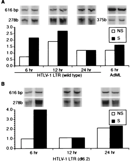 FIG. 2. Whole-cell extracts collected from MT-2.6 cells at 6 h followingphysiologic stress direct more transcription from the HTLV-1 LTR than non-