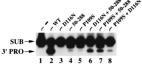 FIG. 4. In vitro complementation with P109S integrase. Integrase was omit-ted from the reaction in lane 1