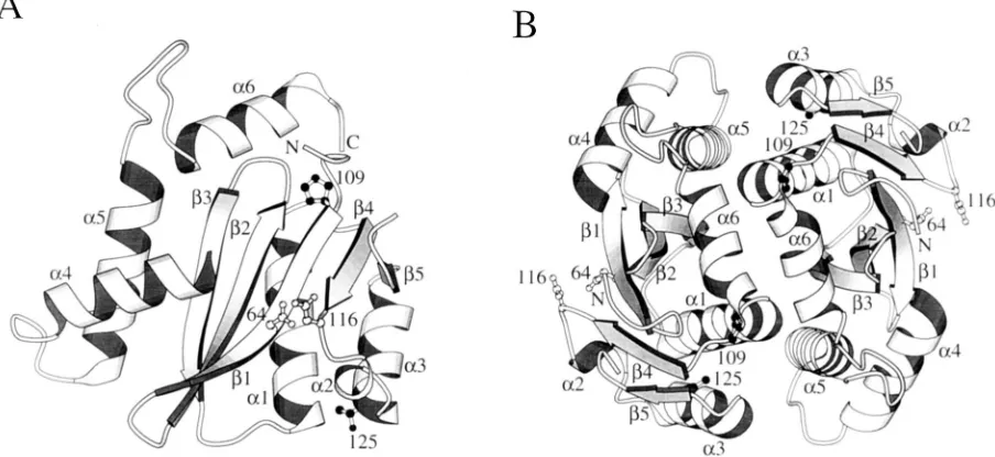 FIG. 5. Locations of Pro-109 and Thr-125 in the crystal structure of the catalytic domain of NL4-3 integrase
