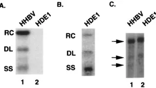 FIG. 2. (A) Schematic representation of (1) the terminally redundant, HDE1 pregenomic RNA, (2) the HDE1 P protein gene, and (3) the HDE1 core protein gene.T.P., terminal protein domain; R.T., reverse transcription domain; RNase H, RNase H domain; R, termin