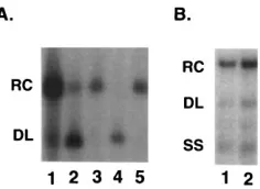 FIG. 6. Southern blot and restriction enzyme analysis shows that HDE1 coreprotein supports normal HHBV DNA replication