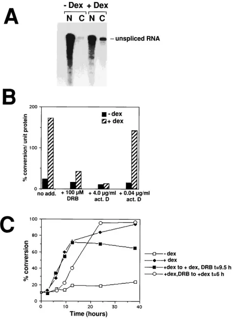 FIG. 1. Effects of DRB and actinomycin D on Rev function. (A) To assay theeffect of Rev expression on the subcellular distribution of unspliced DM128