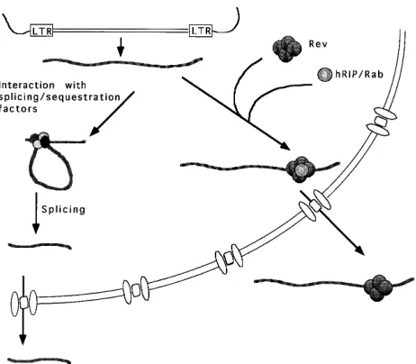 FIG. 6. Model for the mechanism of Rev-mediated export of target mRNAs.Following synthesis and in the presence of Rev, two mutually exclusive pathways
