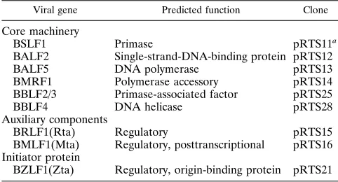 TABLE 1. EBV replication proteins and expression plasmids