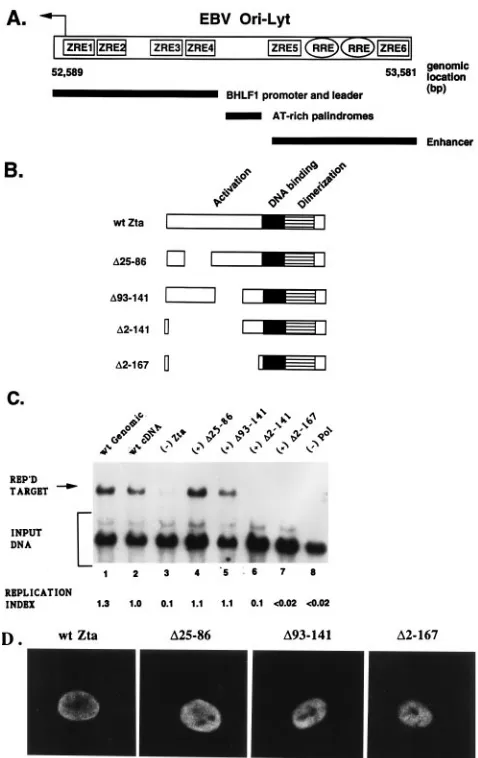 FIG. 1. Effects of deletions within the Zta activation domain on transientreplication of EBV ori-Lyt