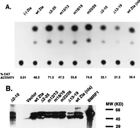 FIG. 3. Structures and expression of Zta variants carrying alterations in theaa 2 to 26 region of the activation domain