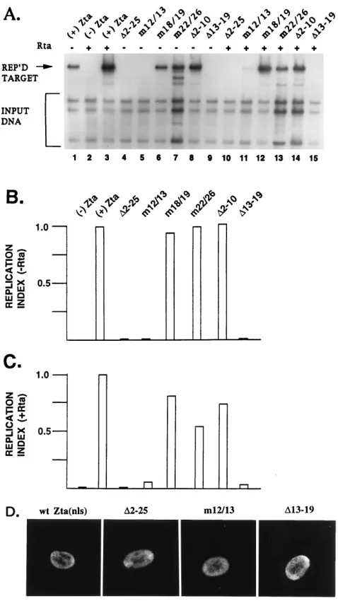 FIG. 6. Complementation of the Zta (m12/13) replication-deﬁcient mutantby Rta maps to acidic activation domain II
