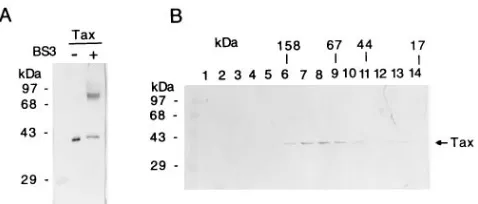 FIG. 1. HTLV-1 Tax is a dimer. (A) Chemical cross-linking of the wild-typeTax was performed as described in Materials and Methods