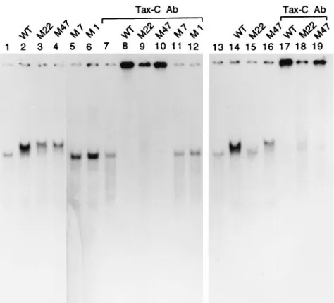 FIG. 3. Relative efﬁciencies of mutant Tax proteins in forming a Tax–CREB–21-bp-repeat ternary complex