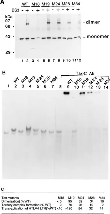 FIG. 4. Tax mutants impaired in dimerization become defective in ternarycomplex formation and transactivation