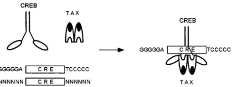 FIG. 5. Interaction of Tax and Tax mutants with bZip domains. Construction of GST-bZip fusions has been reported previously (1)