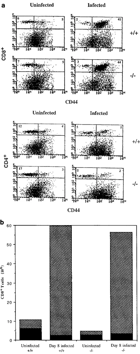 FIG. 4. CD40L is not required for CD8�At day 8 postinfection, spleen cells from CD40Lanalyzed by ﬂow cytometry using antibodies speciﬁc to CD4, CD8, and CD44.CD44 represents an activation marker for T cells