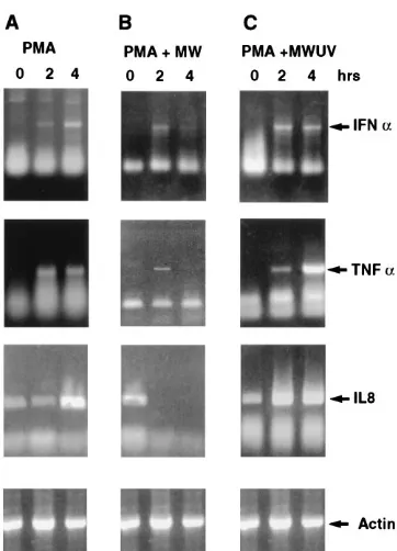 FIG. 2. PMA-induced transcription of antiviral proinﬂammatory cytokines isinhibited by viable ASFV but not by inactivated ASFV
