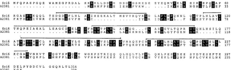 FIG. 6. Alignment of porcine I�shown above the ﬁve repeats of the ankyrin consensus sequence in IB� (ECI-6) and the ASFV I�K homolog (A238L)