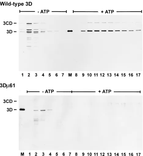 FIG. 4. Elongation activities of wild-type 3D and mutant 3D proteins.Poly(U) polymerase activities in ammonium sulfate-fractionated extracts con-