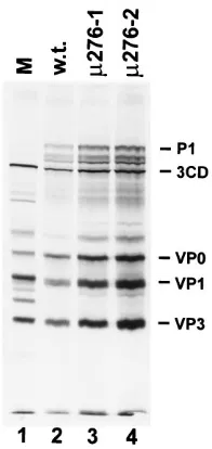 FIG. 6. Translation of wild-type (w.t.) and 3D�obtained after translation of transcripts from wild-type, 3D3Dextracts