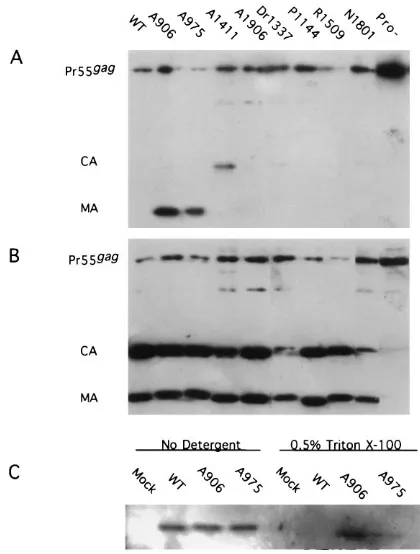 FIG. 4. Velocity gradient centrifugation of extracellular particles after trans-fection