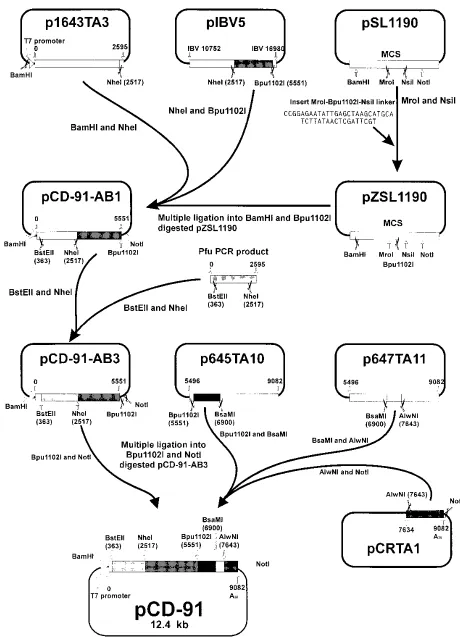 FIG. 1. Schematic diagram representing the construction of the full-length cDNA clone of CD-91 RNA
