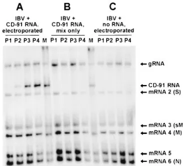 FIG. 2. Analysis of IBV-speciﬁc RNAs following electroporation of in vitroT7-transcribed CD-91 RNA into IBV-infected CK cells