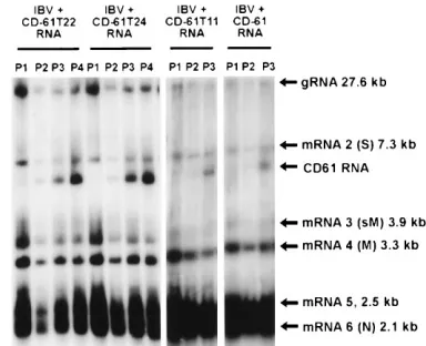 FIG. 5. Schematic diagram showing the structure of the CD-61-derived D-RNAs following insertion of stop codons into the long ORF