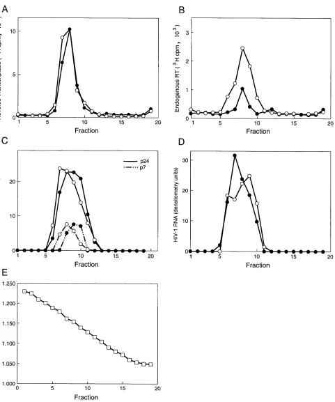 FIG. 5. Sucrose gradient analysis of wild-type and vifvirions produced in CEM cells were treated with 1 mM(A) Exogenous RT activity of fractions