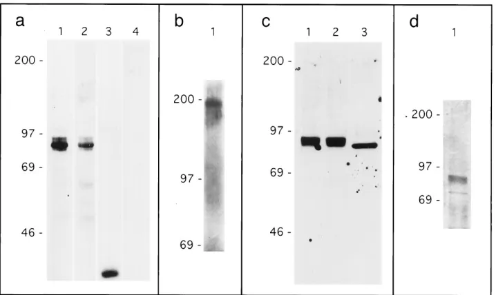 FIG. 1. Dengue virus genome and envelope protein construct. (a) 5�indicate nucleotides encoding each domain