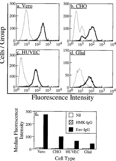 FIG. 6. Binding of env-IgG to U937 cells. (a) Effect of cell activation. Cellswere treated with phorbol myristate acetate (PMA), phorbol myristate acetate