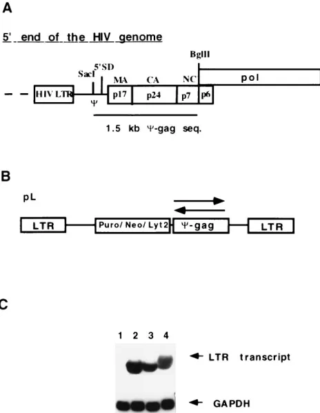 TABLE 1. Summary of the clonal challenge experimentwith the pLP-�-gag/AS constructsa