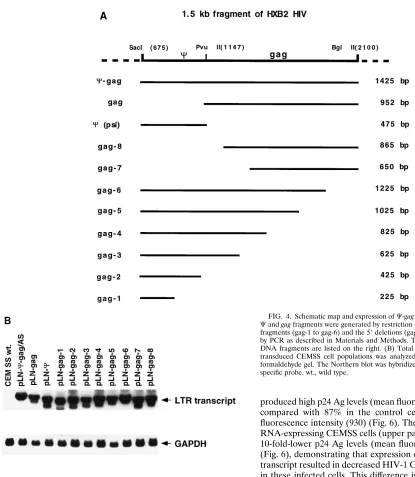 FIG. 4. Schematic map and expression of �transduced CEMSS cell populations was analyzed on a 1.2% agarose–2.2 Mformaldehyde gel