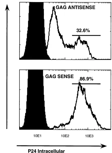 TABLE 2. Comparison of infection of CEMSS cells expressing�-Gag sense and antisense transcripts withcontrol HIV-1 infectiona